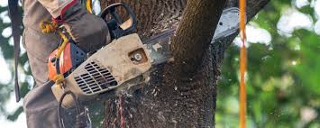 Best Tree Cabling and Bracing  in Castle Rock, WA