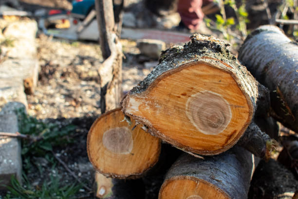 Best Commercial Tree Services  in Castle Rock, WA