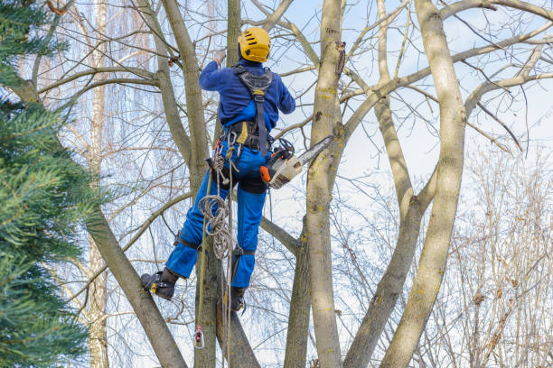 Best Lawn Watering Services  in Castle Rock, WA