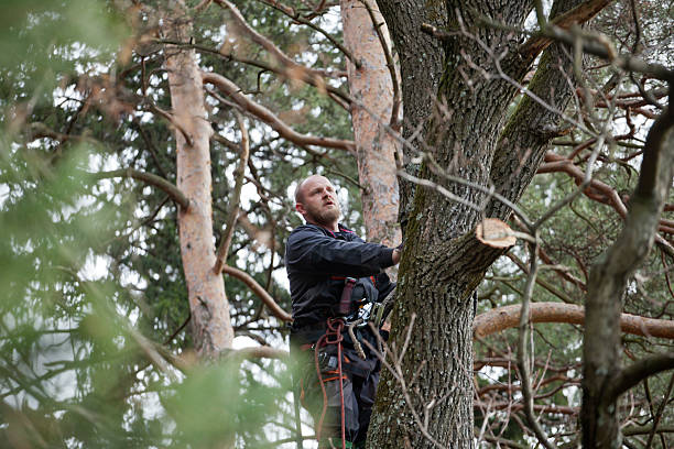 Best Root Management and Removal  in Castle Rock, WA