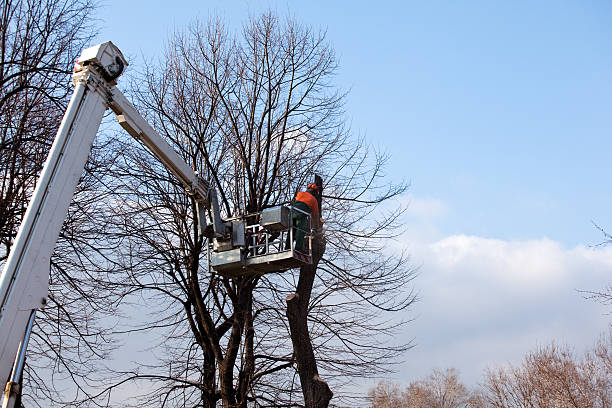 Best Tree Risk Assessment  in Castle Rock, WA