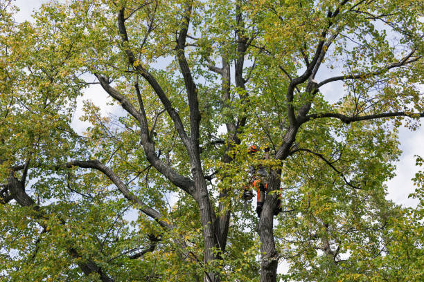 Best Tree Preservation Services  in Castle Rock, WA